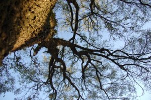 Jones_Brittany_ARTS2380.003_FREESTUDY_Original